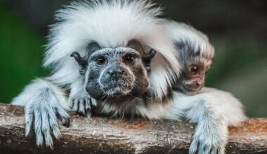 Why some primates have even tougher births than humans