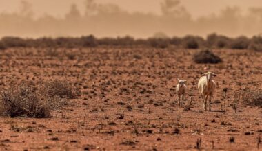 A big El Niño is likely. Australia needs to get ready now for drought, fire and the unknown