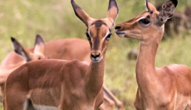 Do tourists stress out safari animals? We tested their dung to find out