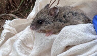 We set 10,000 traps in search of a rare native mouse. Here’s what we found