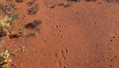 Outback footprints tracked to burrows of rare wild animals 'most of us haven't seen'
