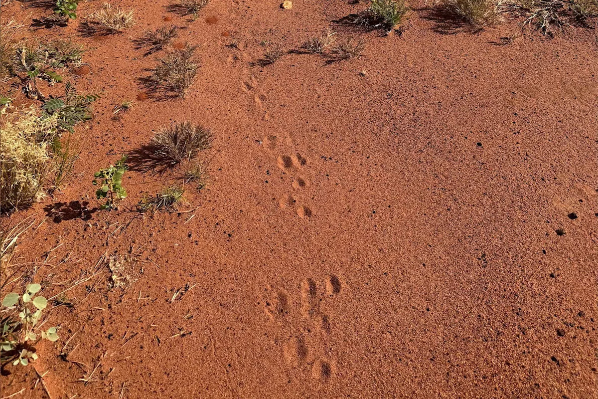 Outback footprints tracked to burrows of rare wild animals 'most of us haven't seen'