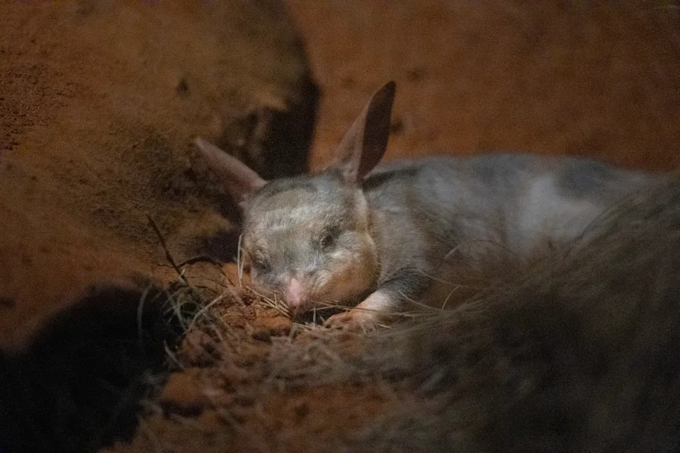 A bilby in a burrow at a zoo.
