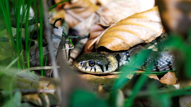 13 May 2026, Bavaria, Walchensee: A grass snake (Natrix natrix) slithers through the grass and leaves at the edge of a hiking trail at Walchensee in Bavaria (Germany). The snake is easily recognizable by the distinctive yellow or white spots on its neck behind its head. Grass snakes live primarily near water sources, are harmless to humans, and bite only very rarely when they feel strongly threatened.