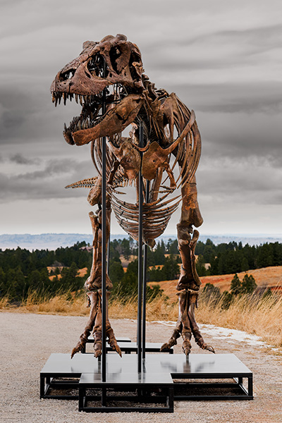 gus-most-expensive-dinosaur-sold-at-auction-mounted-skeleton-face-on