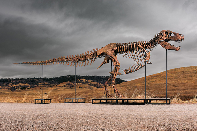 gus-most-expensive-dinosaur-sold-at-auction-mounted-skeleton-side-on