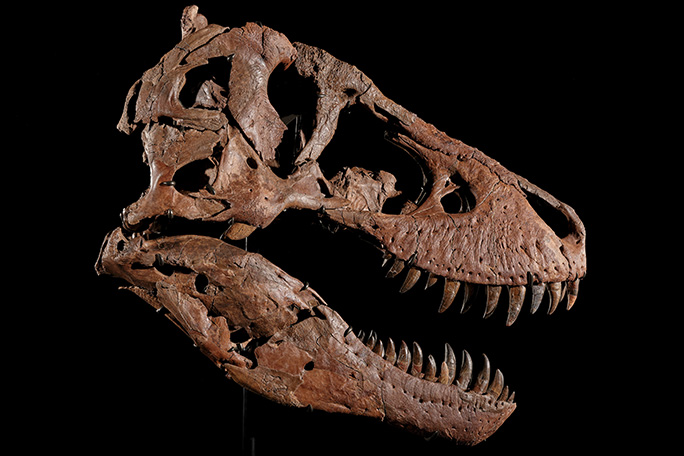 gus-most-expensive-dinosaur-sold-at-auction-skull