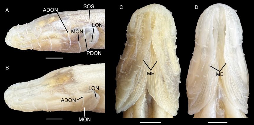 Dorsolateral and ventral views of the demon cavefish (B and D, respectively) and the southern cavefish (A and C, respectively).