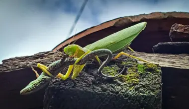 Scientists warn invasive Asian mantises are threatening Europe's wildlife