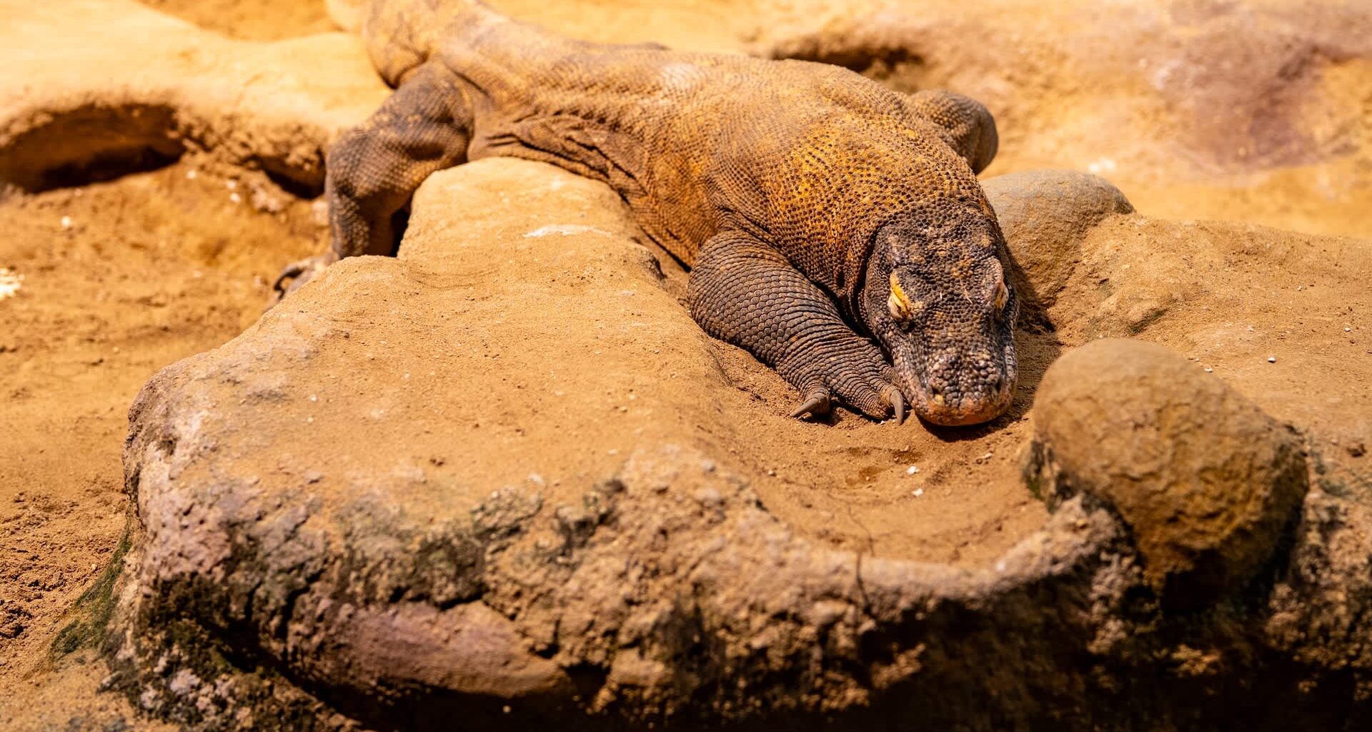 A large Komodo dragon resting on a sandy surface with rocks around it.