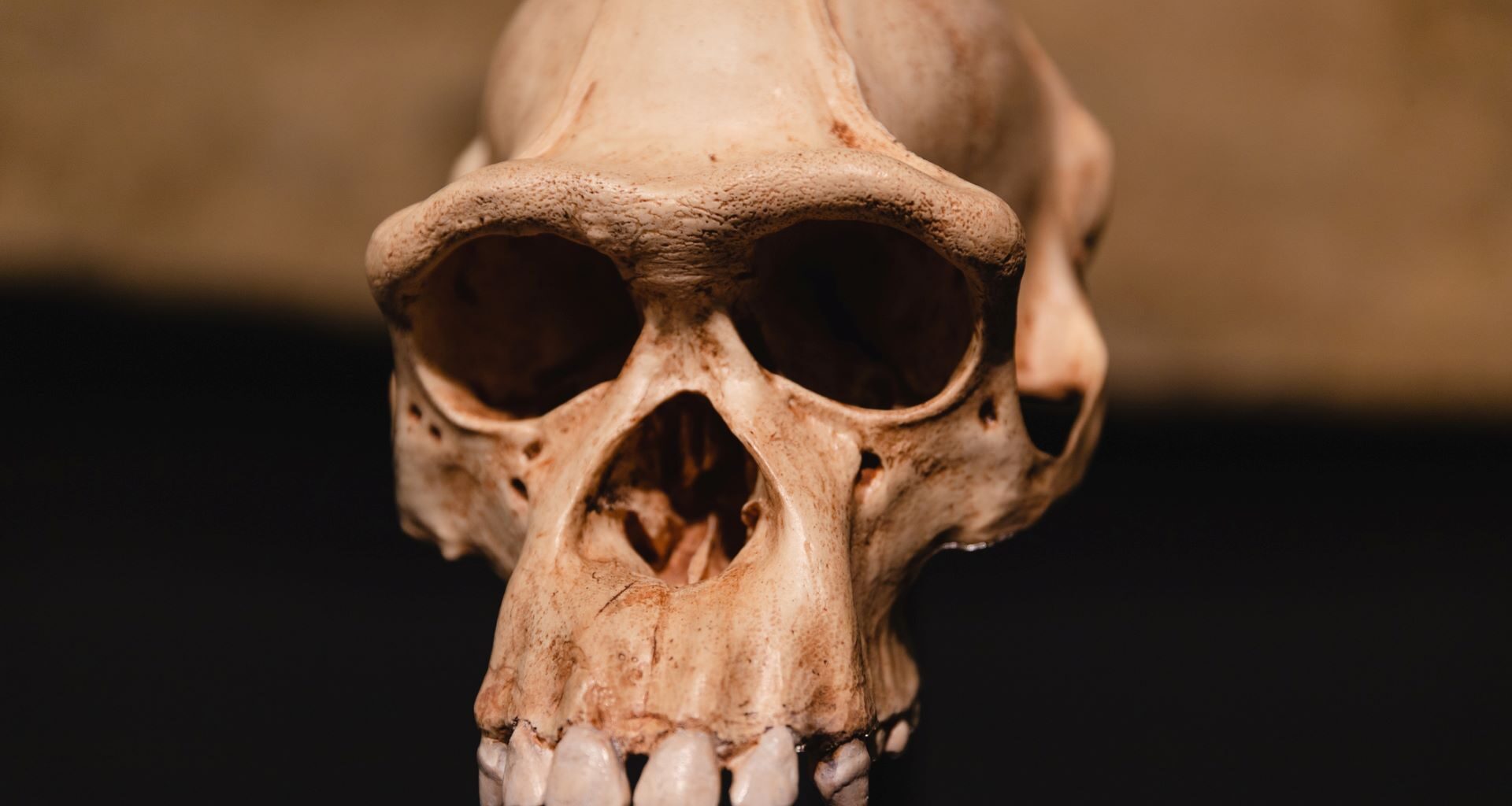 A close-up view of an ancient skull hanging against a dark background.