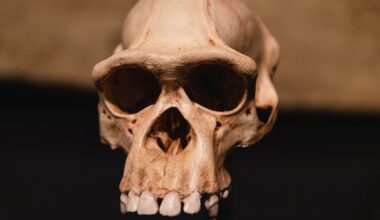 A close-up view of an ancient skull hanging against a dark background.