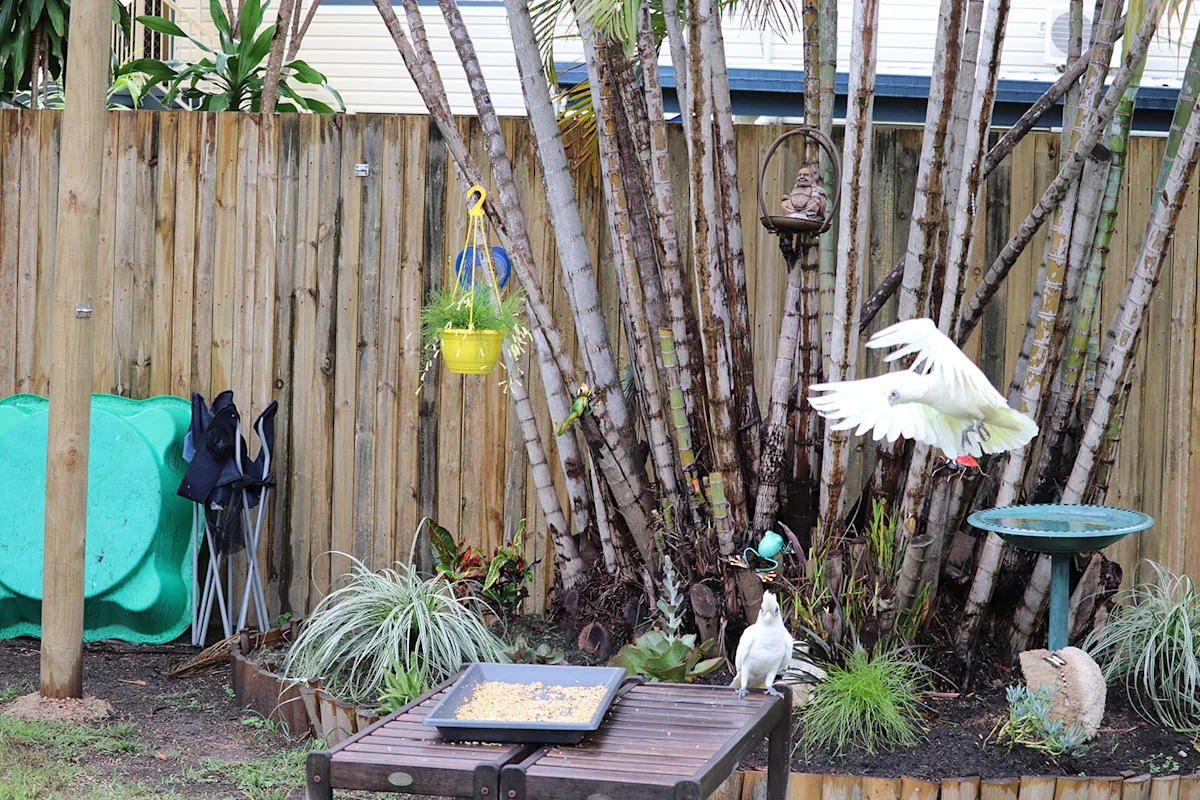 Neighbour's backyard habit sees Aussie suburb 'overrun' with vermin: 'Says we're overreacting'