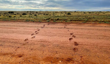 Footprints on outback road spark warning to tourists travelling Australia: 'Stay off'