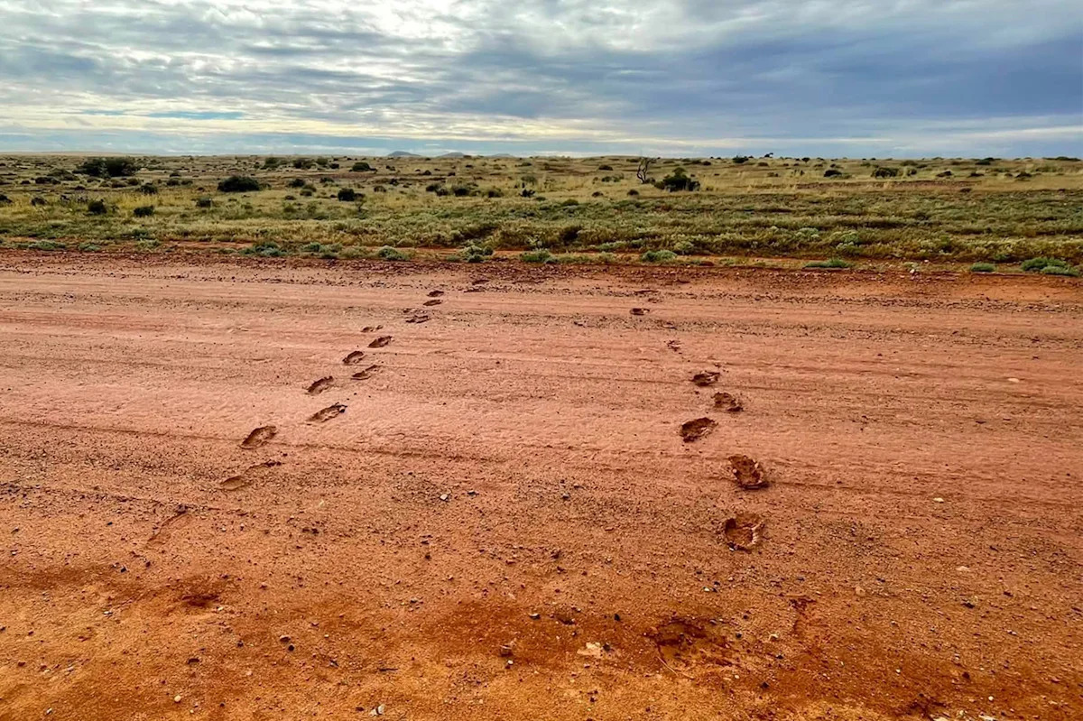 Footprints on outback road spark warning to tourists travelling Australia: 'Stay off'