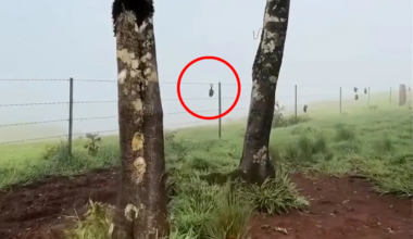 Notorious Aussie fenceline exposed amid deadly annual event: 'Hundreds in a week'