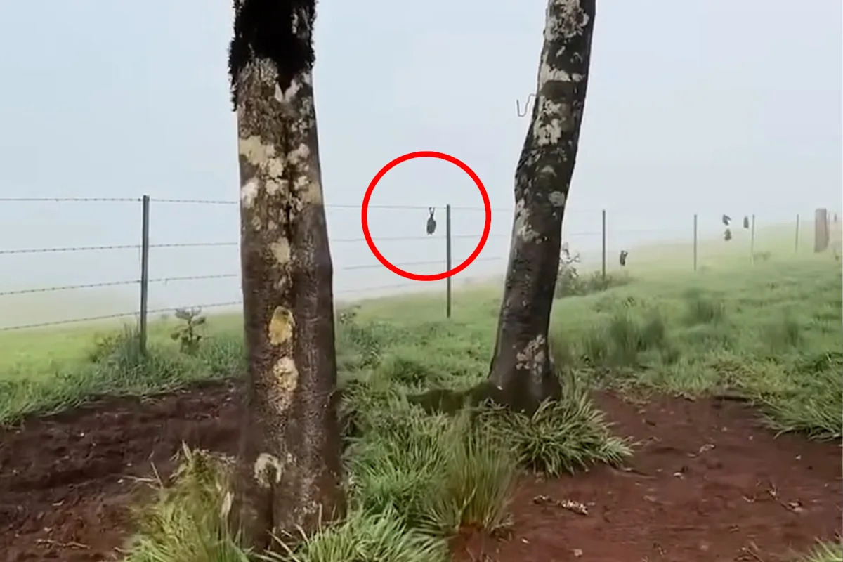 Notorious Aussie fenceline exposed amid deadly annual event: 'Hundreds in a week'