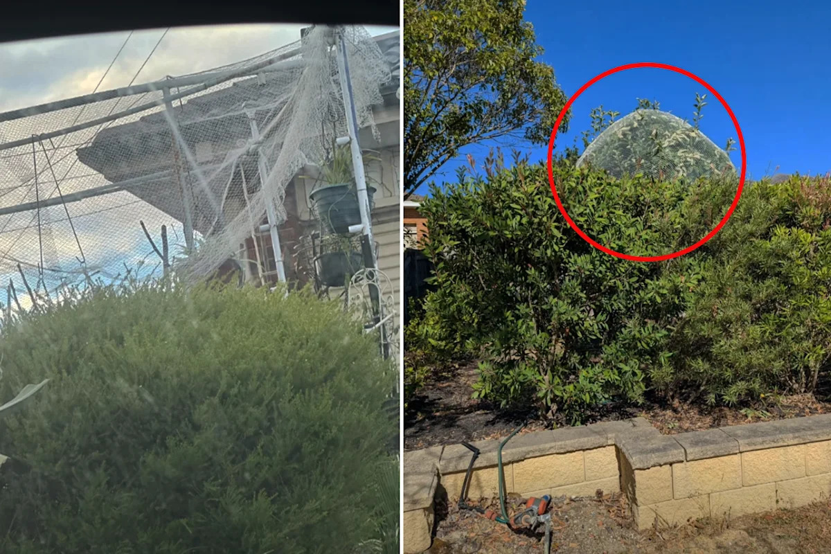 Call for council crackdown as Aussies ignore $395 fine for common backyard item: 'Real shame'