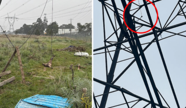 Aussie suburb in shock after 'evil' trap found hanging from electricity tower
