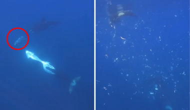 Diver in shock after orcas use incredible tactic to 'explode' 2,000kg prey animal