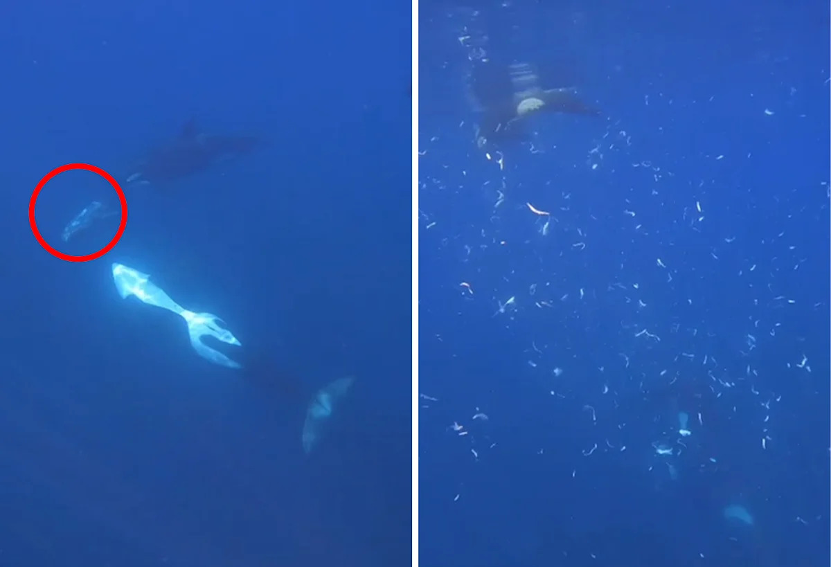 Diver in shock after orcas use incredible tactic to 'explode' 2,000kg prey animal
