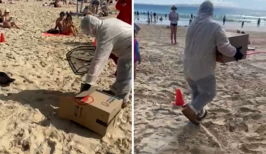 Five-metre exclusion zone on Aussie beach as biosecurity threat contained in Bunnings box