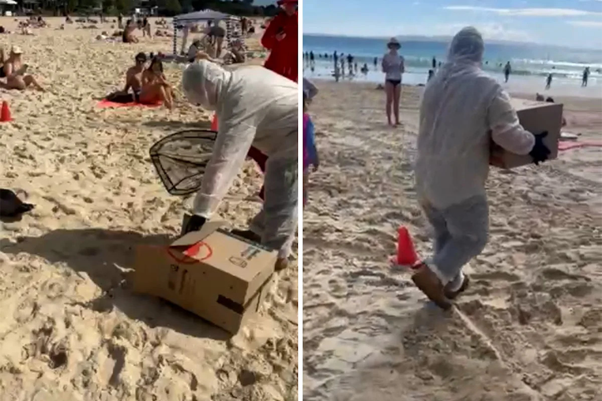Five-metre exclusion zone on Aussie beach as biosecurity threat contained in Bunnings box