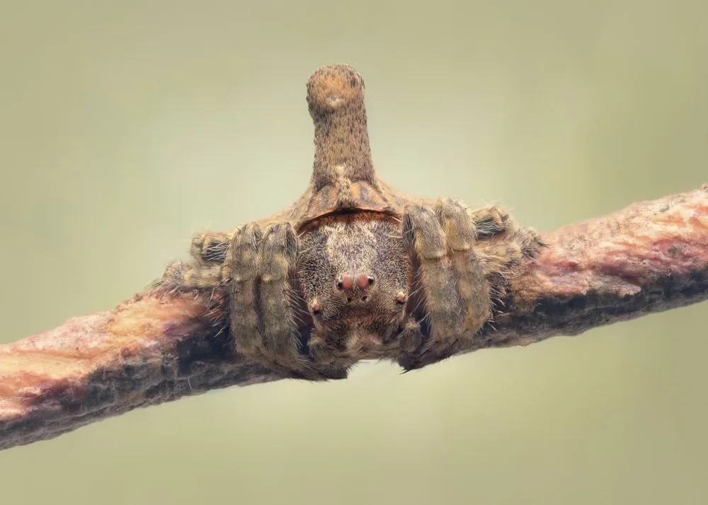Don’t Grab a Branch with One of These Creatures on It