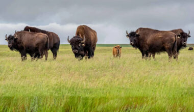 Baby Bison Nova: Born in Joy, Lost Within Days at South Park
