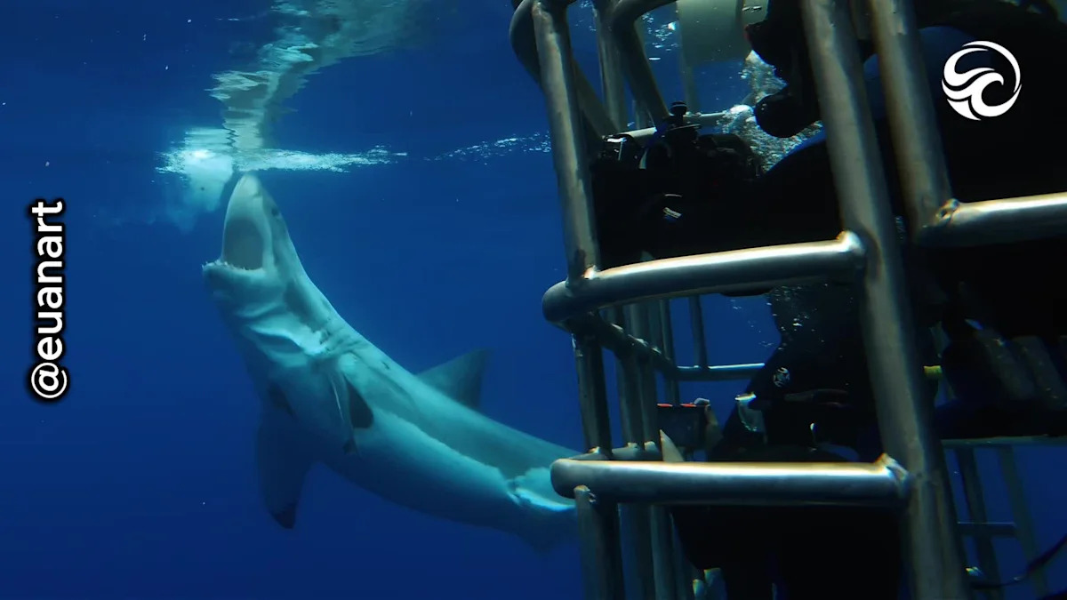 Diver Capture Heart-stopping Great White Shark Encounter Underwater