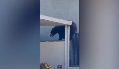 VIDEO: Bear hops wall into Glendale backyard