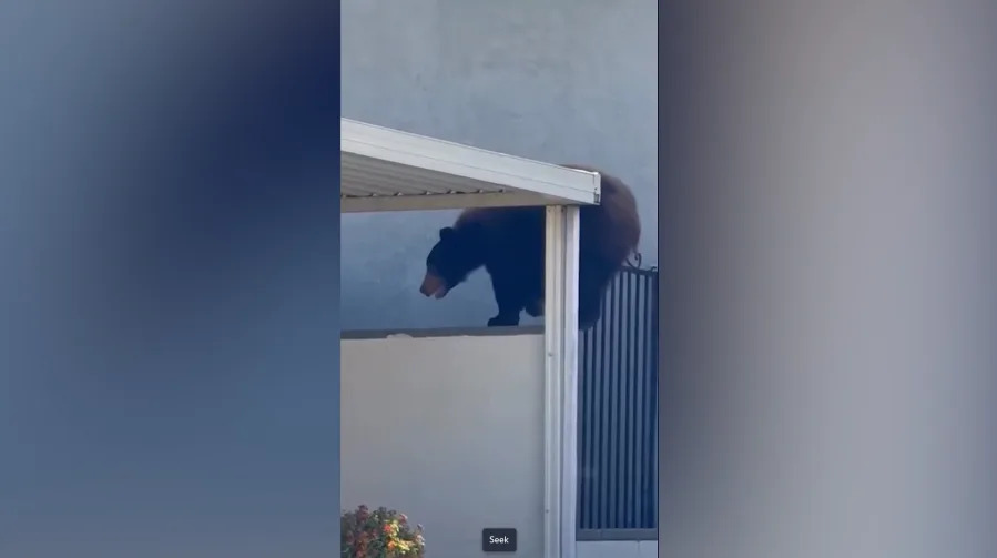 VIDEO: Bear hops wall into Glendale backyard