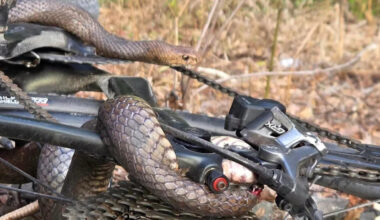Two metre-long snake bites cyclist