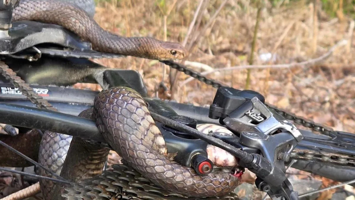 Two metre-long snake bites cyclist
