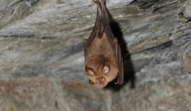 Health officials issue warning after bat with rabies lands on family’s table at a restaurant