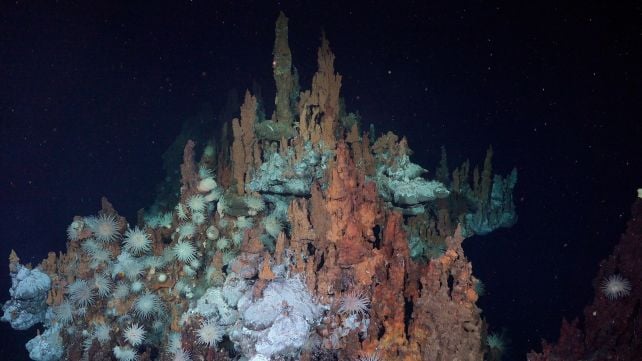 Journey Deep Beneath The Atlantic Yields Haunting First-Ever Footage of Rare Barreleye Fish