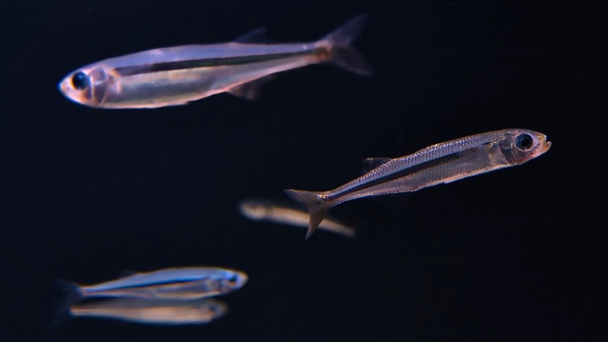 Fish Skin Doesn't Just Reflect Light – It Might Actually Sense It