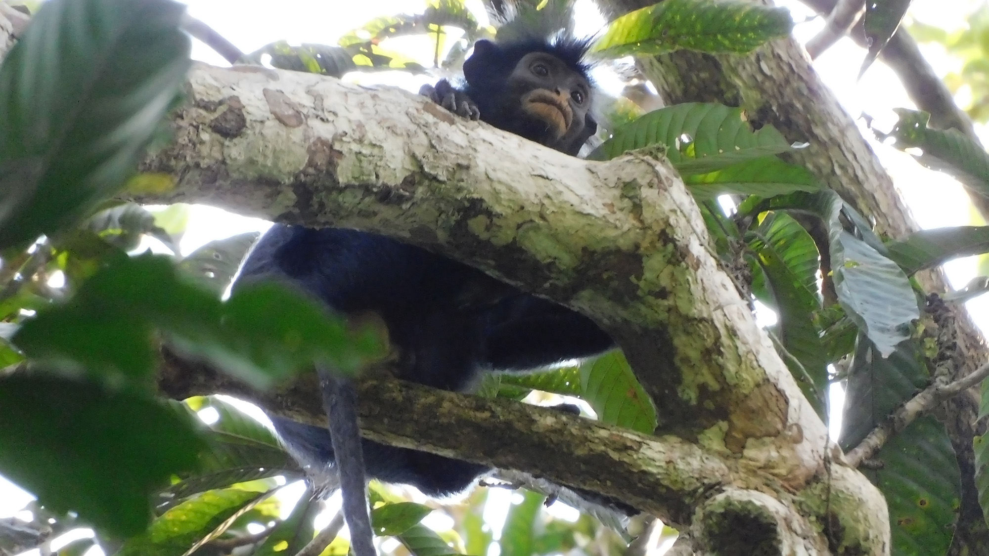 A close up of an orange-lipped monkey in a tree