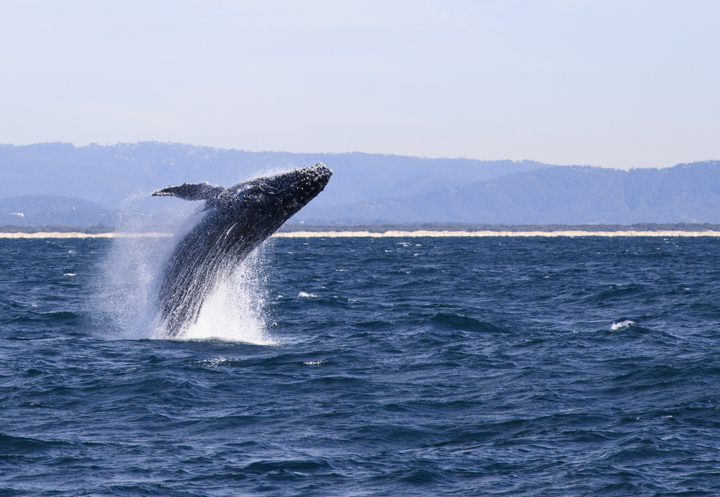 Humpback whale breaching off the southeast Queensland coast. Source: iStock / mevans
