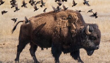 EagleARTS honors Colorado with special Western Photography Gallery Night
