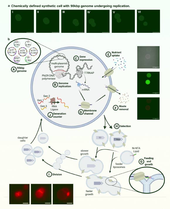 Cell cycle of synthetic cells with 90-kbp genome, undergoing selection replication. Image credit: Gaut et al., doi: 10.64898/2026.07.01.735724.