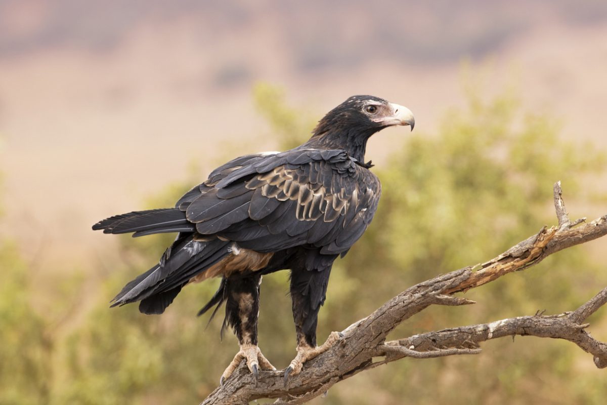 wedge-tailed eagle on branch