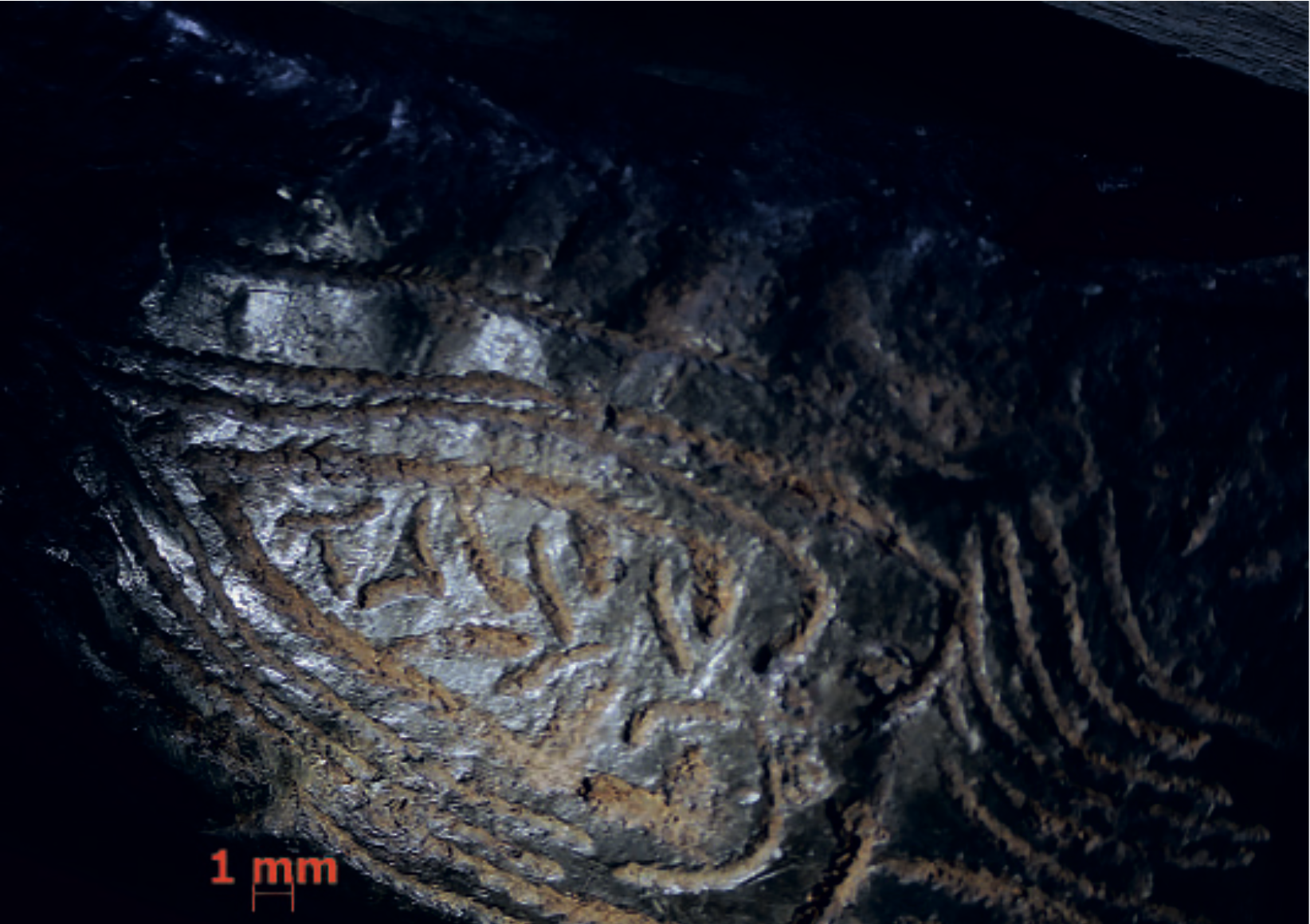 A close up of a preserved wild boar tusk.