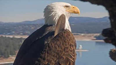 Big Bear bald eagle Jackie's health update: Lead poisoning ruled out, bright and strong but critical after life-saving blood transfusion