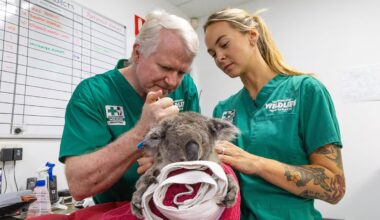 First Wild Koala Gets Chlamydia Vaccine Implant