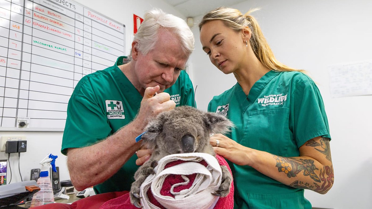 First Wild Koala Gets Chlamydia Vaccine Implant