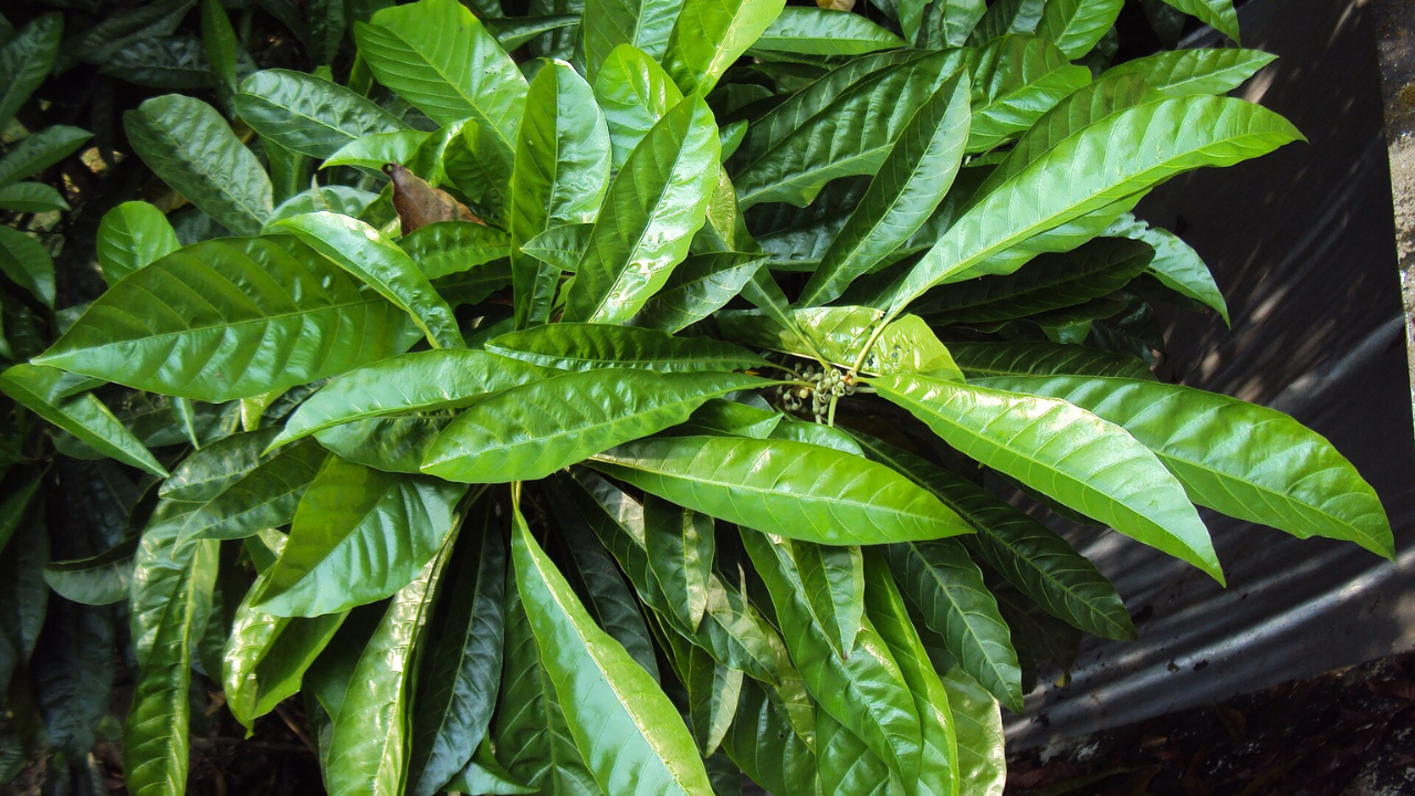 Leaves of the Pouteria campechiana | Wikimedia Commons Leaves of the Pouteria campechiana | Wikimedia Commons