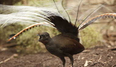 Lyrebird hospital trial finds approval … and hallucinations