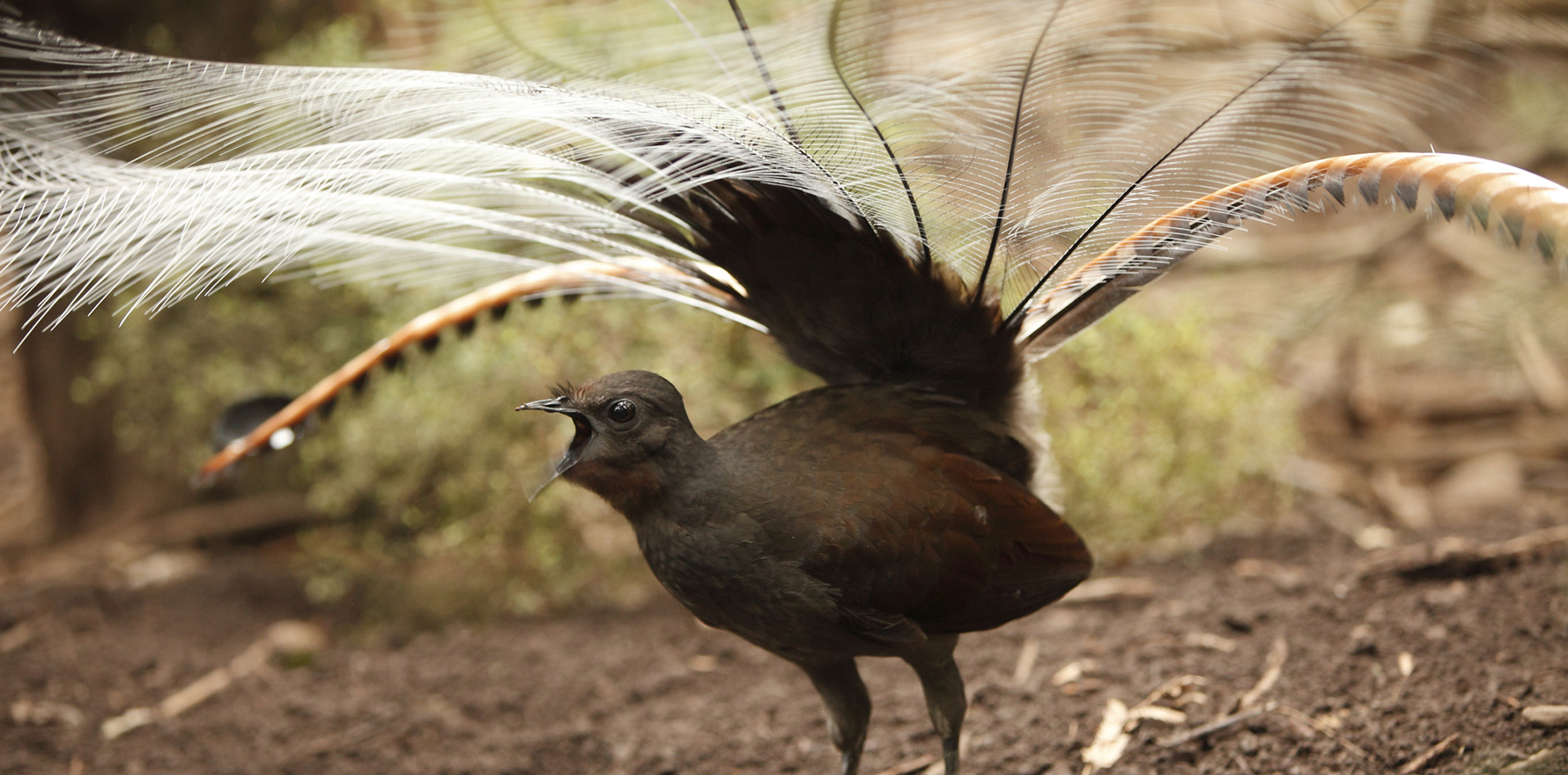 Lyrebird hospital trial finds approval … and hallucinations