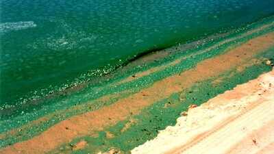Australia’s harmful algal bloom affected hundreds of marine species, as scientists point to floodwater, upwelling and record ocean heat
